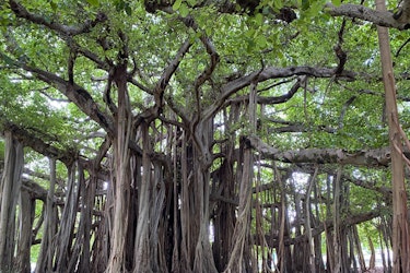 Heritage Trees