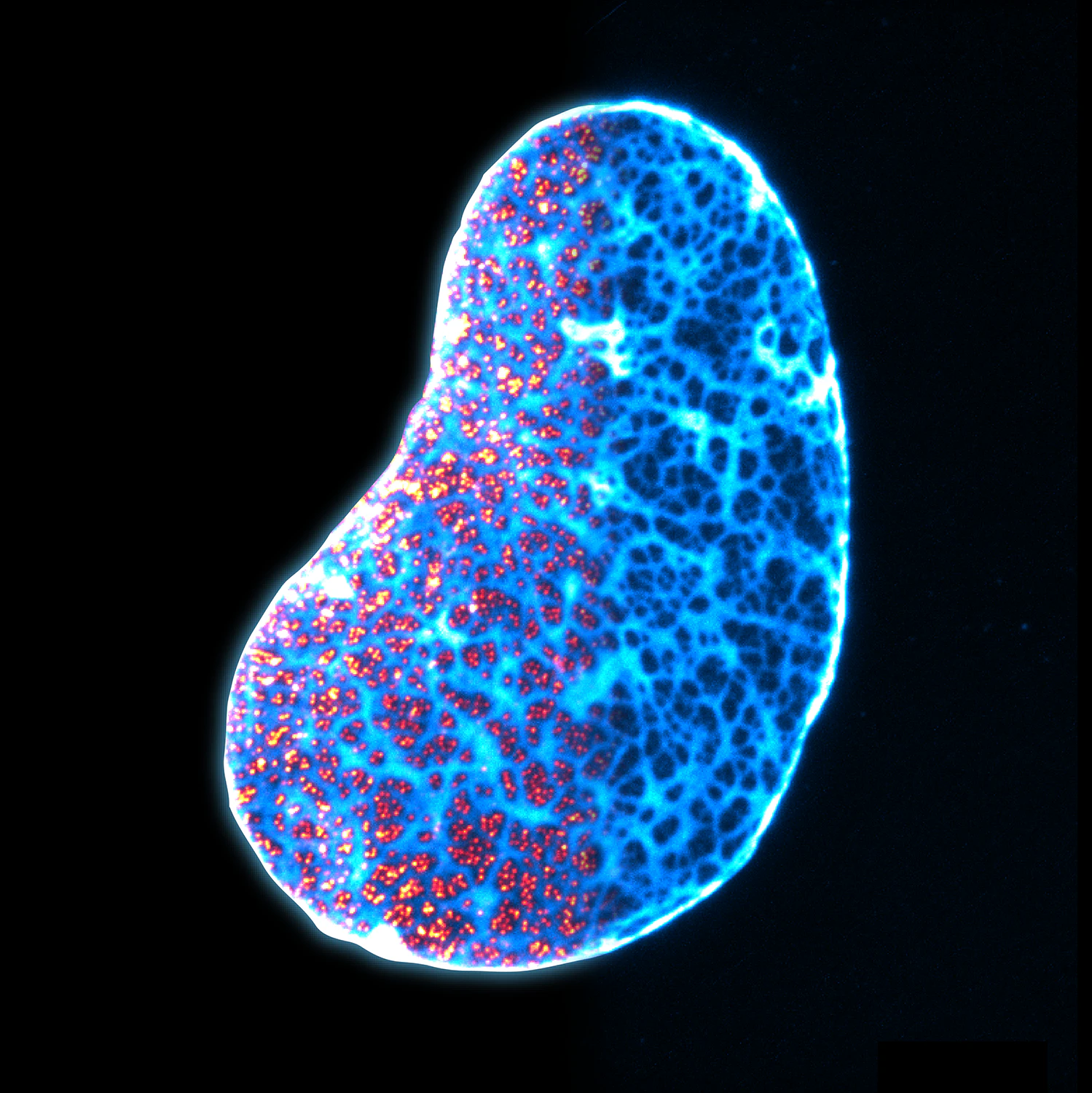 Why the Next Biomedical Revolution Starts with New Imaging Tools ...